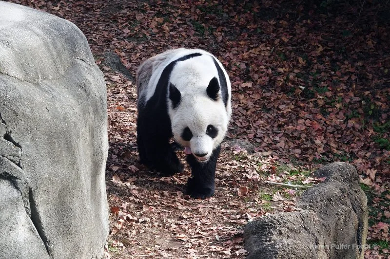 Giant Pandas Ya Ya and Le Le leaving Memphis Zoo — KAREN PULFER